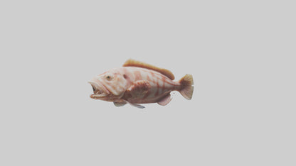 Monkfish lying on seabed model 3D model
