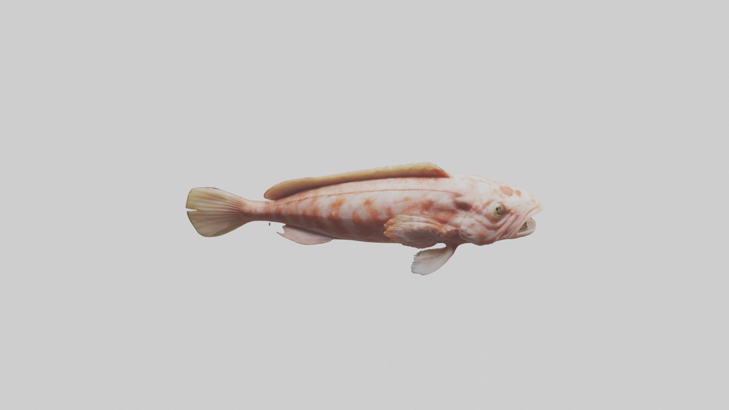Monkfish lying on seabed model 3D model