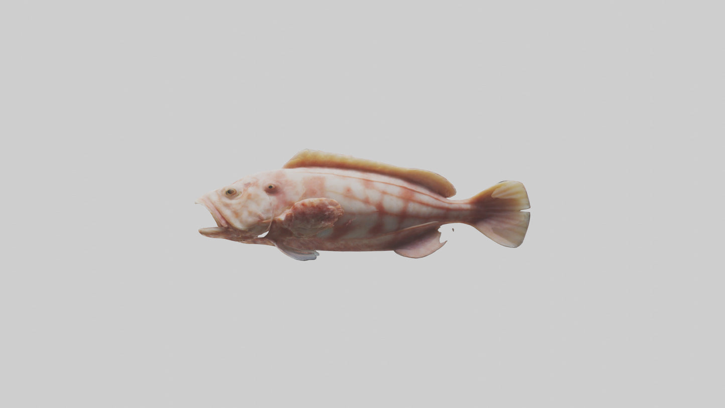 Monkfish lying on seabed model 3D model