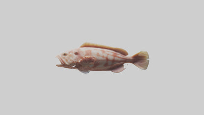 Monkfish lying on seabed model 3D model