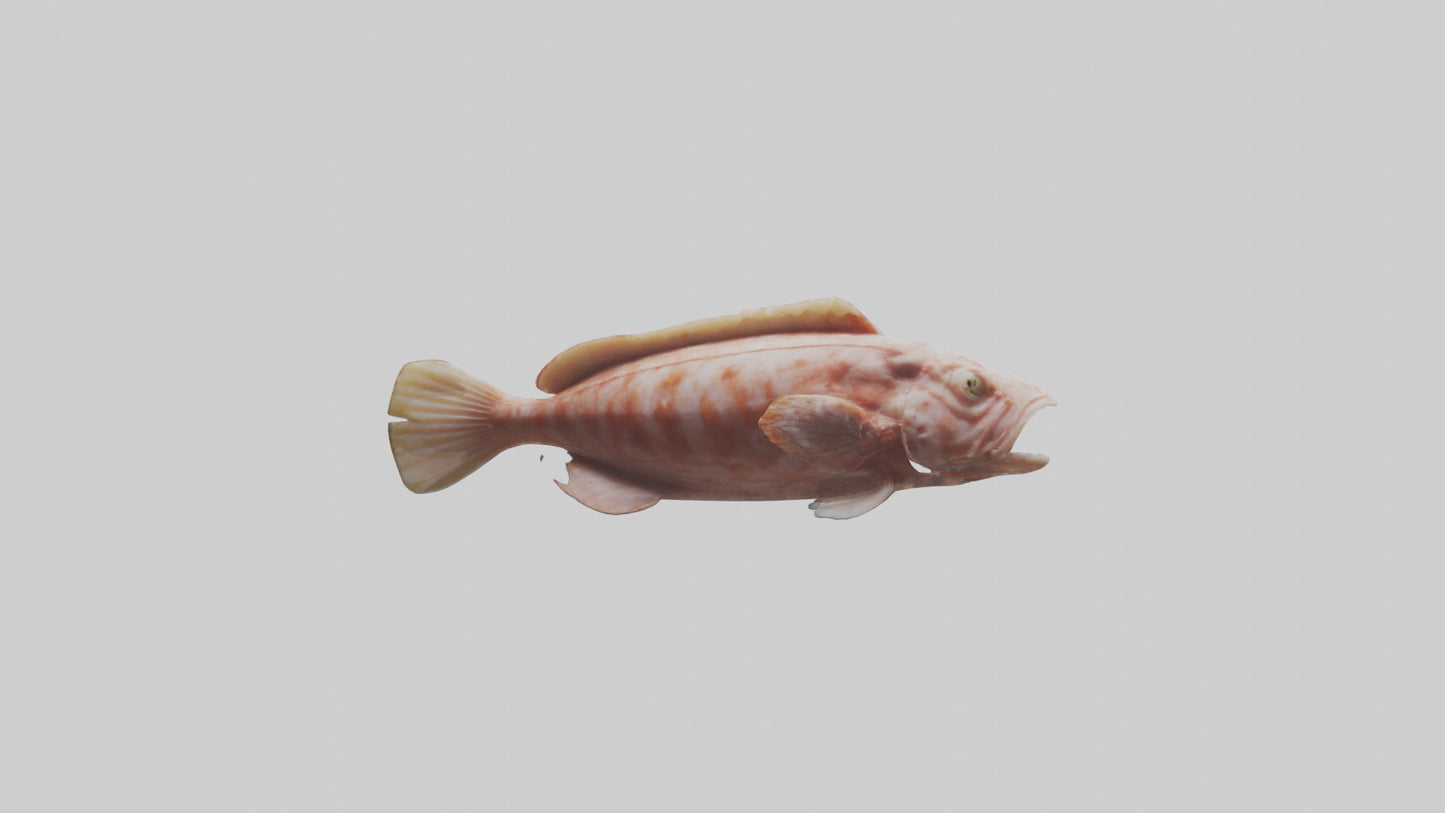 Monkfish lying on seabed model 3D model