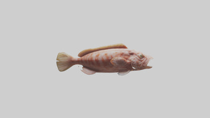 Monkfish lying on seabed model 3D model