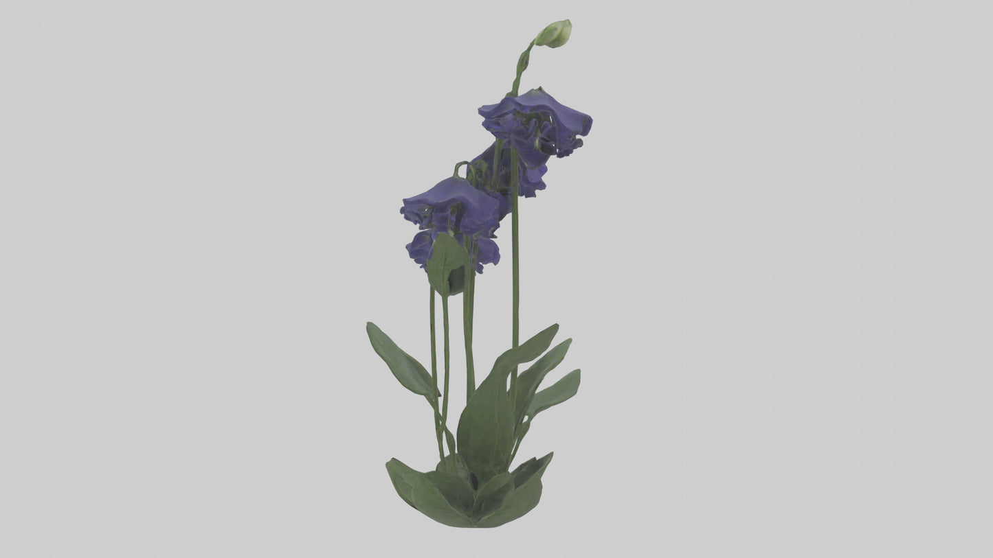 Monkshood model 3D model