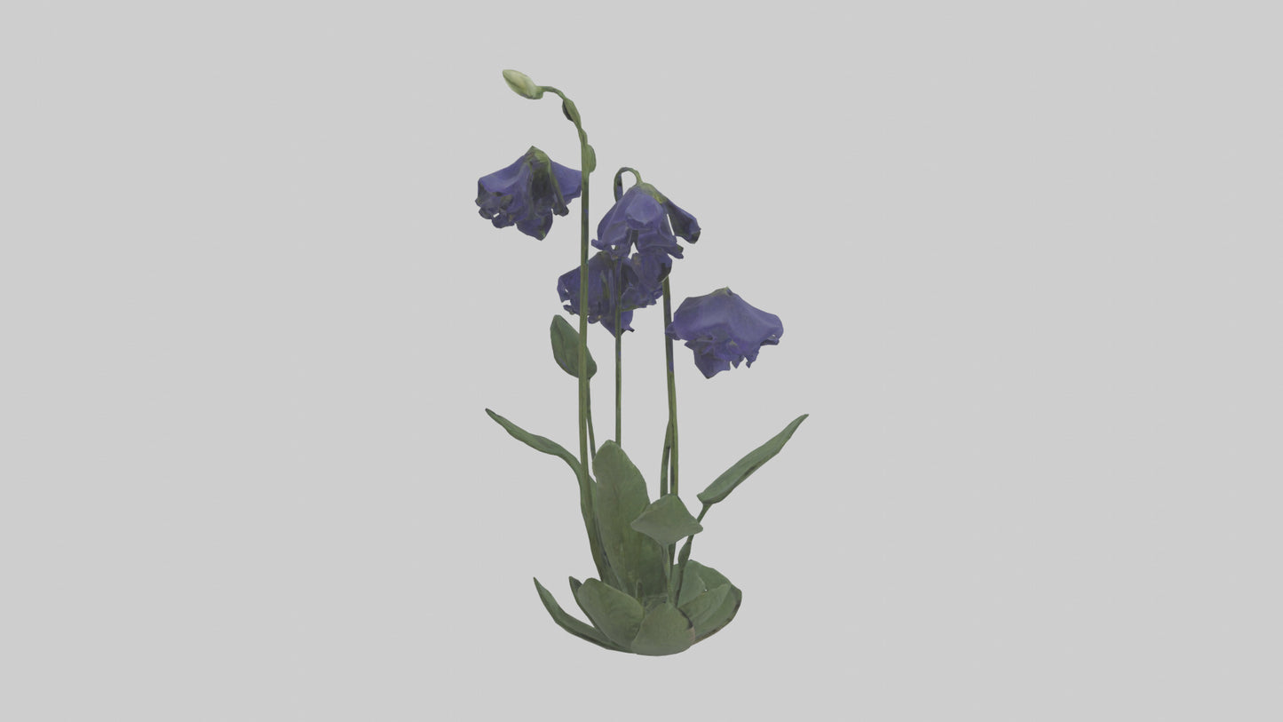 Monkshood model 3D model
