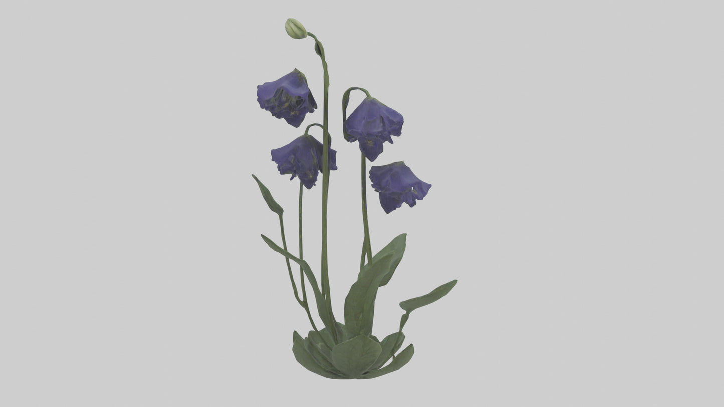 Monkshood model 3D model