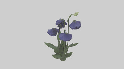 Monkshood model 3D model