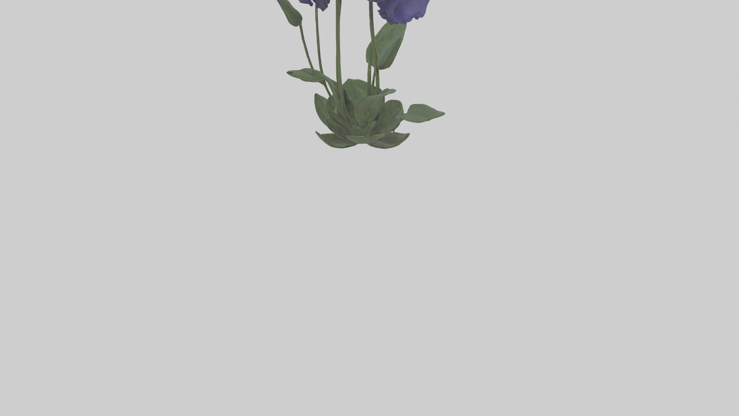 Monkshood model 3D model