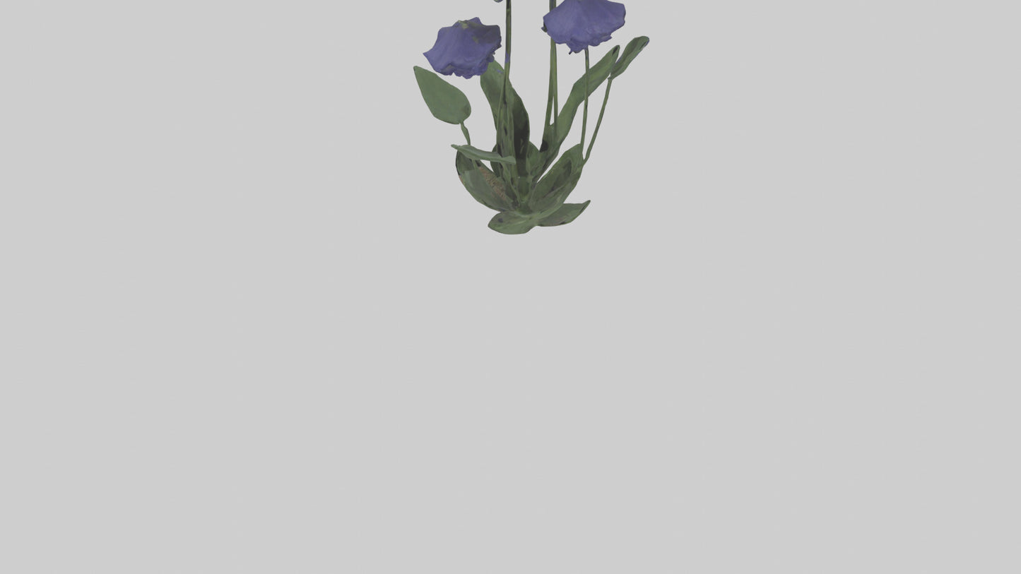 Monkshood model 3D model