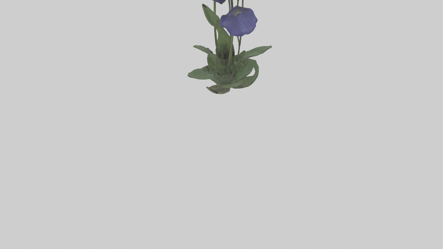 Monkshood model 3D model