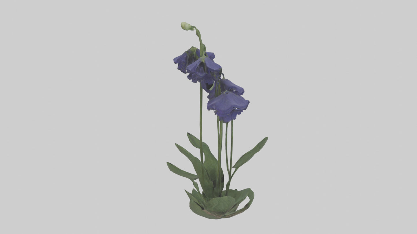 Monkshood model 3D model