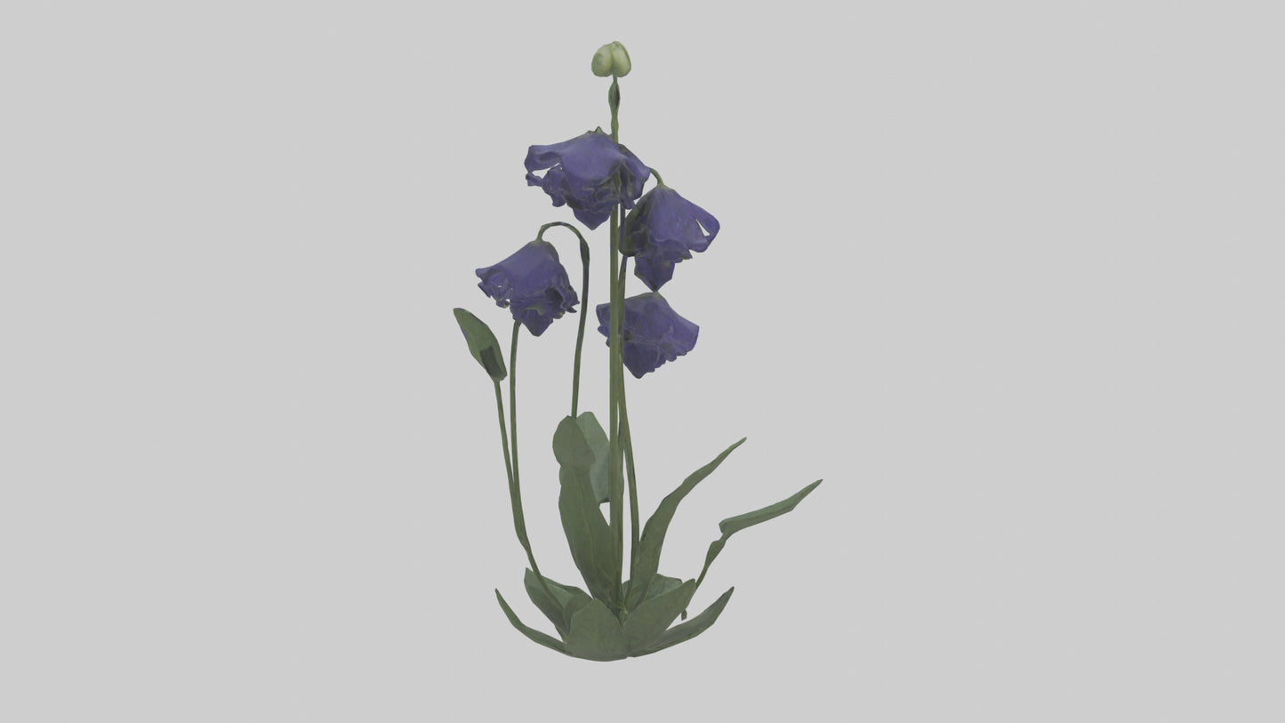 Monkshood model 3D model