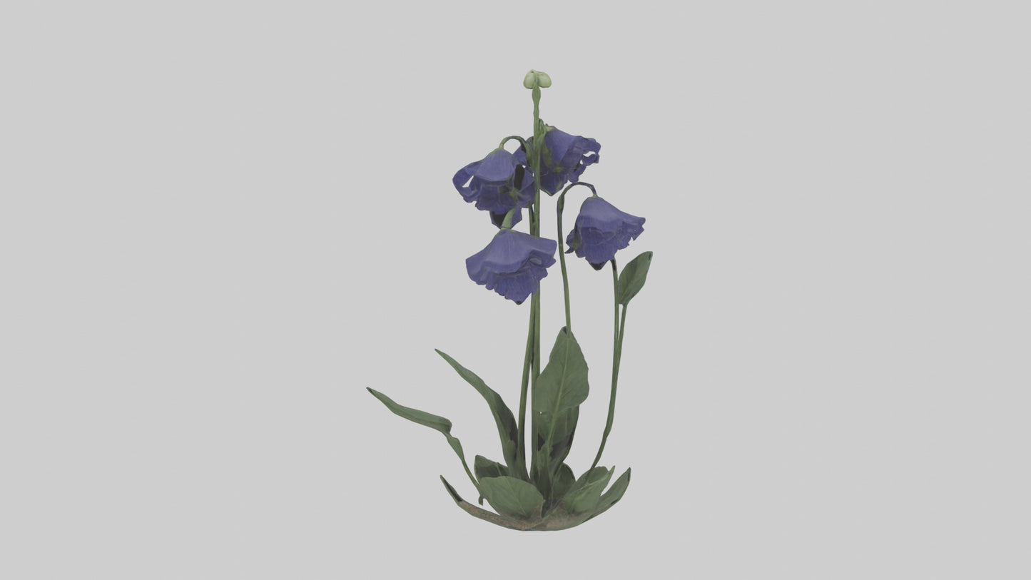 Monkshood model 3D model