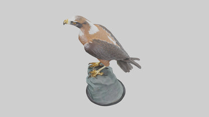 Montagus Harrier statue model 3D model