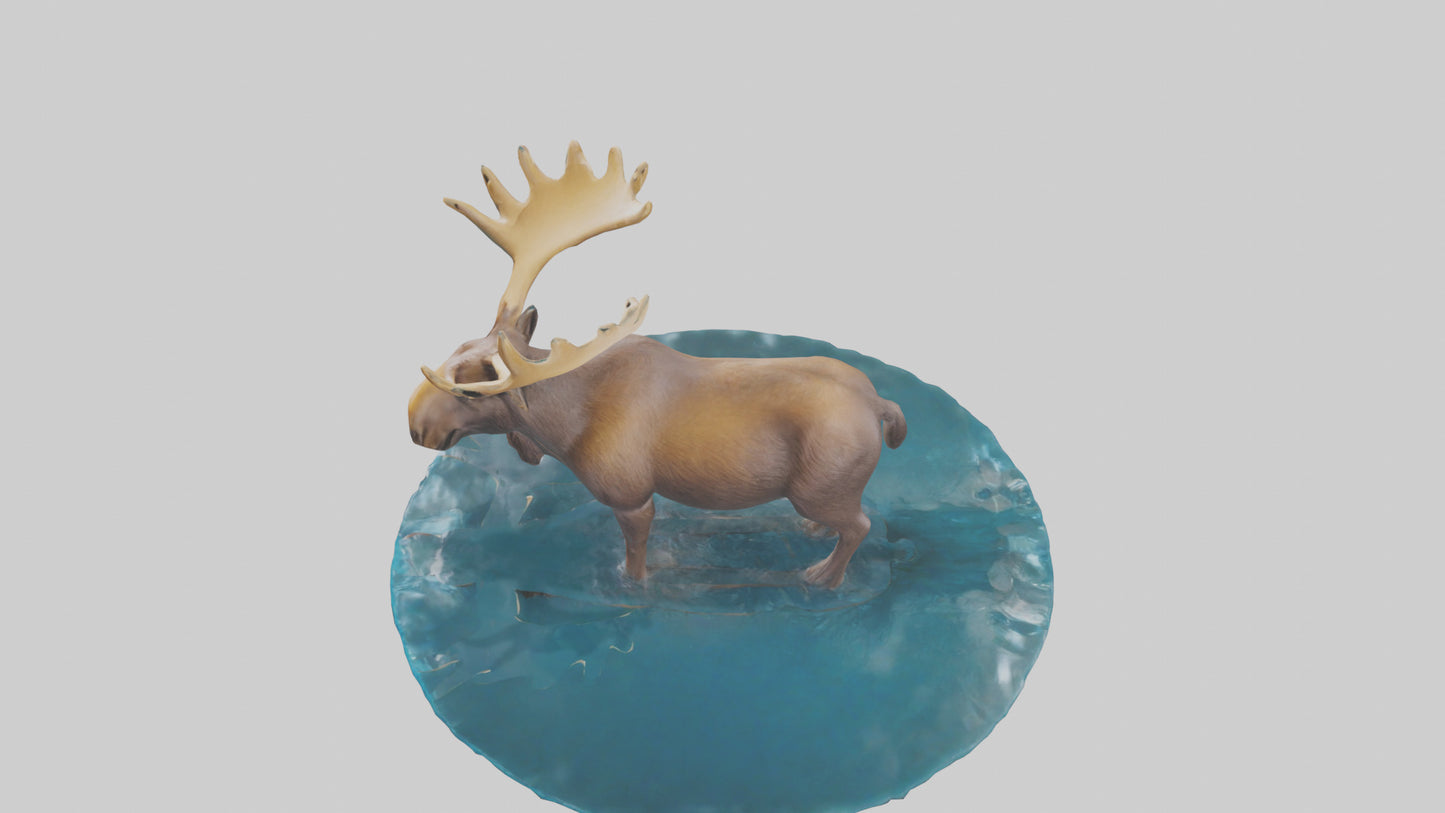 3D model Moose standing in water model VR / AR / low-poly