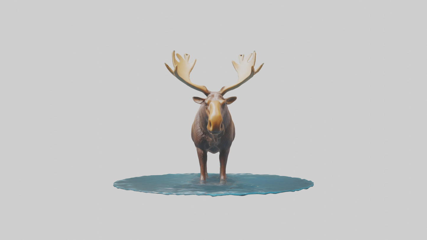 3D model Moose standing in water model VR / AR / low-poly