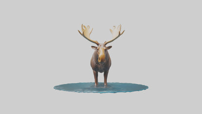 3D model Moose standing in water model VR / AR / low-poly