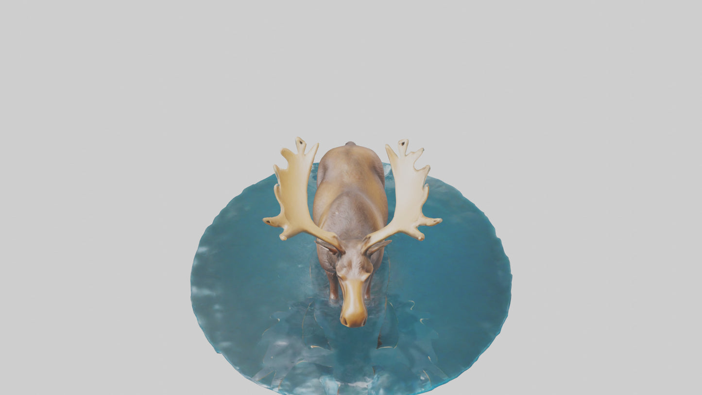 3D model Moose standing in water model VR / AR / low-poly