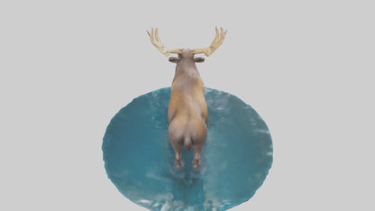 3D model Moose standing in water model VR / AR / low-poly