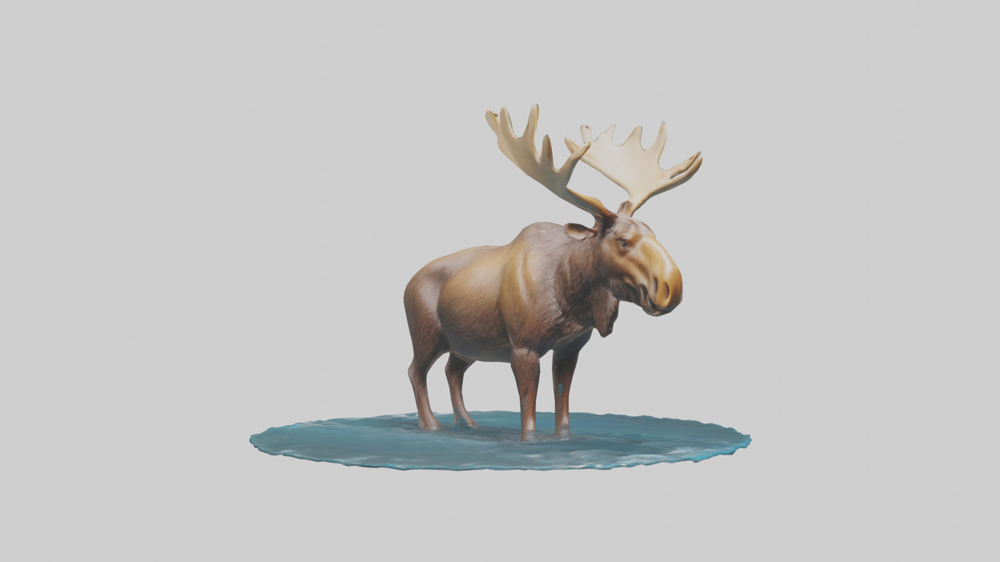 3D model Moose standing in water model VR / AR / low-poly