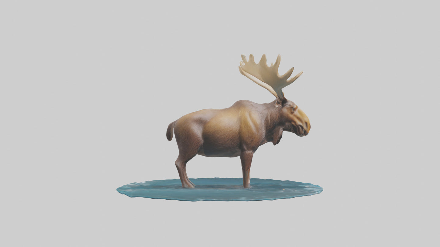 3D model Moose standing in water model VR / AR / low-poly