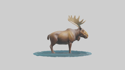 3D model Moose standing in water model VR / AR / low-poly