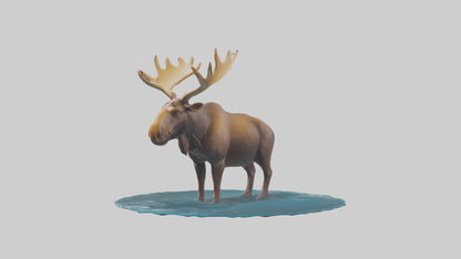 3D model Moose standing in water model VR / AR / low-poly