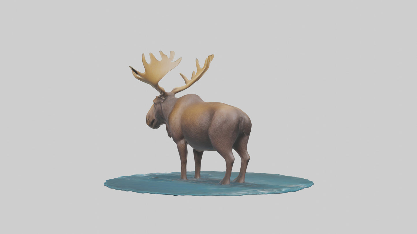 3D model Moose standing in water model VR / AR / low-poly