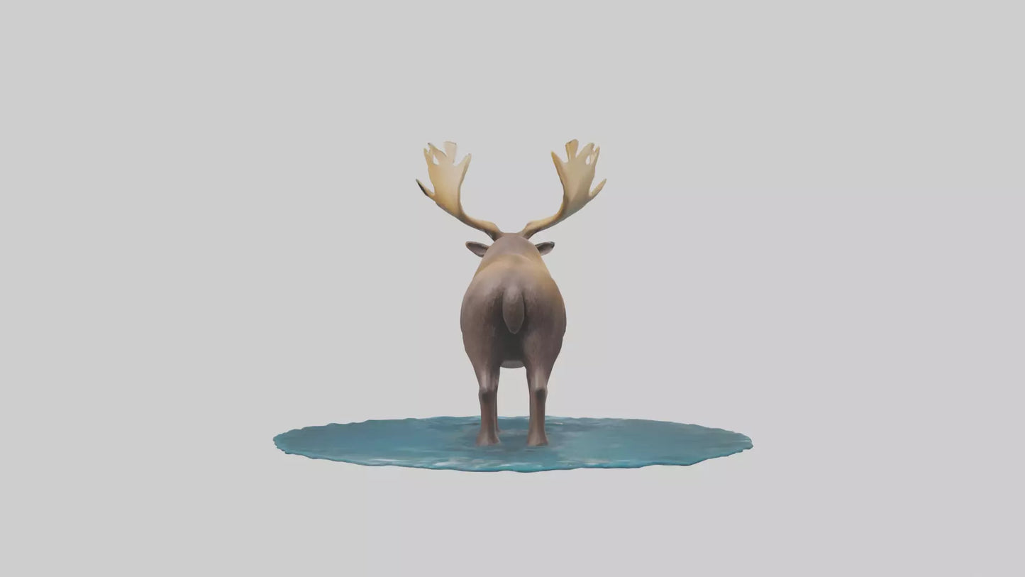 3D model Moose standing in water model VR / AR / low-poly