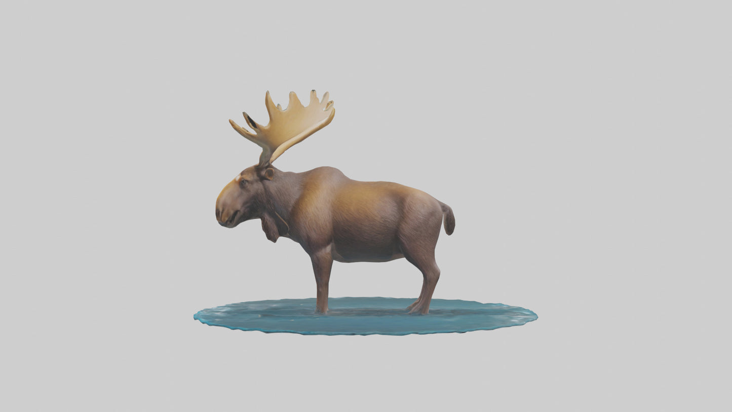 3D model Moose standing in water model VR / AR / low-poly