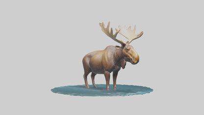 3D model Moose standing in water model VR / AR / low-poly