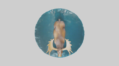 3D model Moose standing in water model VR / AR / low-poly