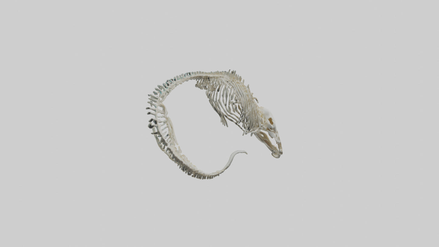 3D model Moray Eel Skeleton model VR / AR / low-poly