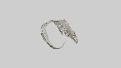 3D model Moray Eel Skeleton model VR / AR / low-poly