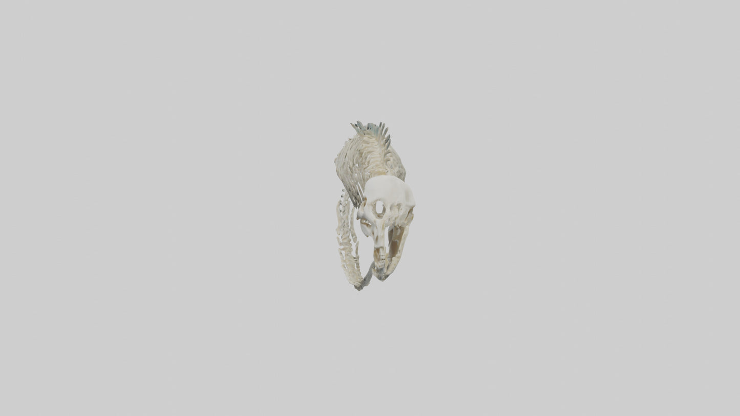 3D model Moray Eel Skeleton model VR / AR / low-poly