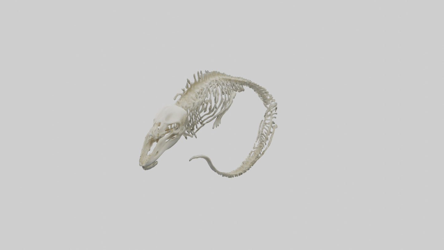 3D model Moray Eel Skeleton model VR / AR / low-poly