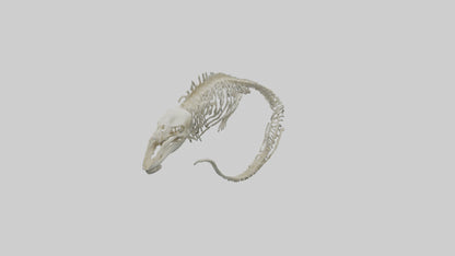 3D model Moray Eel Skeleton model VR / AR / low-poly