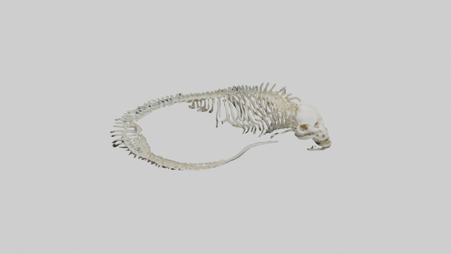 3D model Moray Eel Skeleton model VR / AR / low-poly
