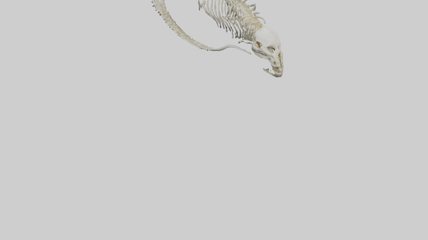 3D model Moray Eel Skeleton model VR / AR / low-poly