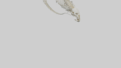 3D model Moray Eel Skeleton model VR / AR / low-poly