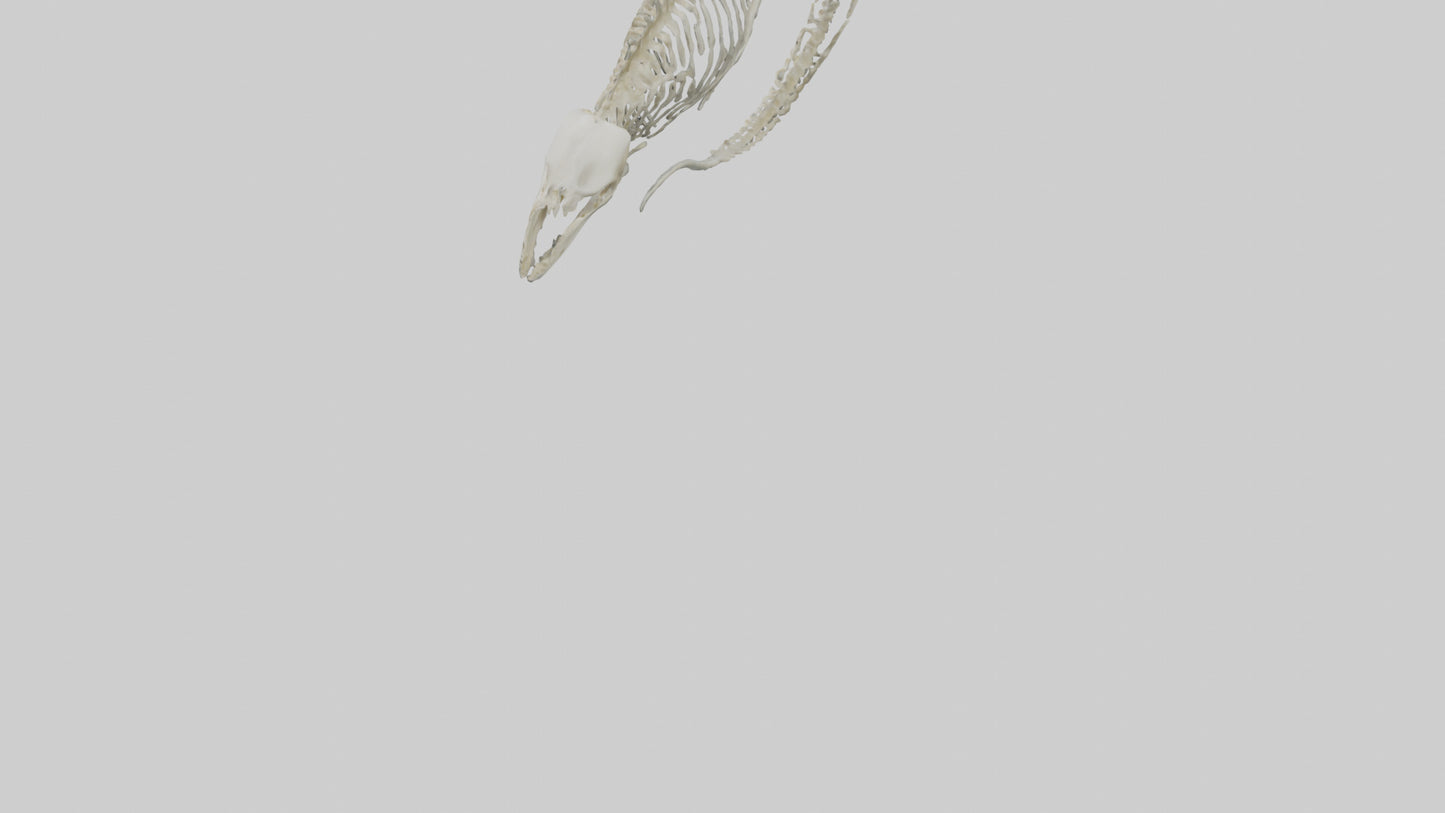 3D model Moray Eel Skeleton model VR / AR / low-poly