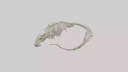3D model Moray Eel Skeleton model VR / AR / low-poly