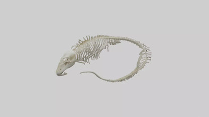 3D model Moray Eel Skeleton model VR / AR / low-poly