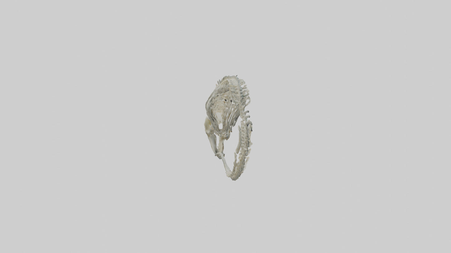 3D model Moray Eel Skeleton model VR / AR / low-poly