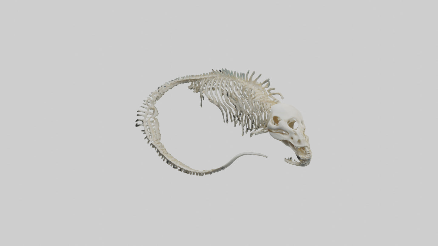 3D model Moray Eel Skeleton model VR / AR / low-poly