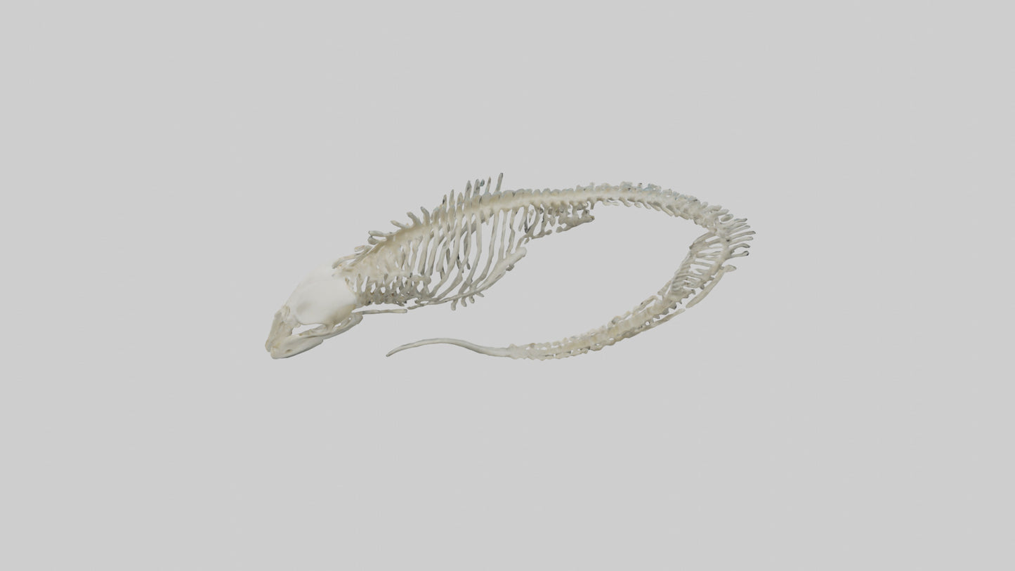 3D model Moray Eel Skeleton model VR / AR / low-poly