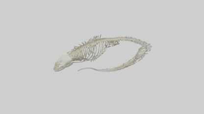 3D model Moray Eel Skeleton model VR / AR / low-poly