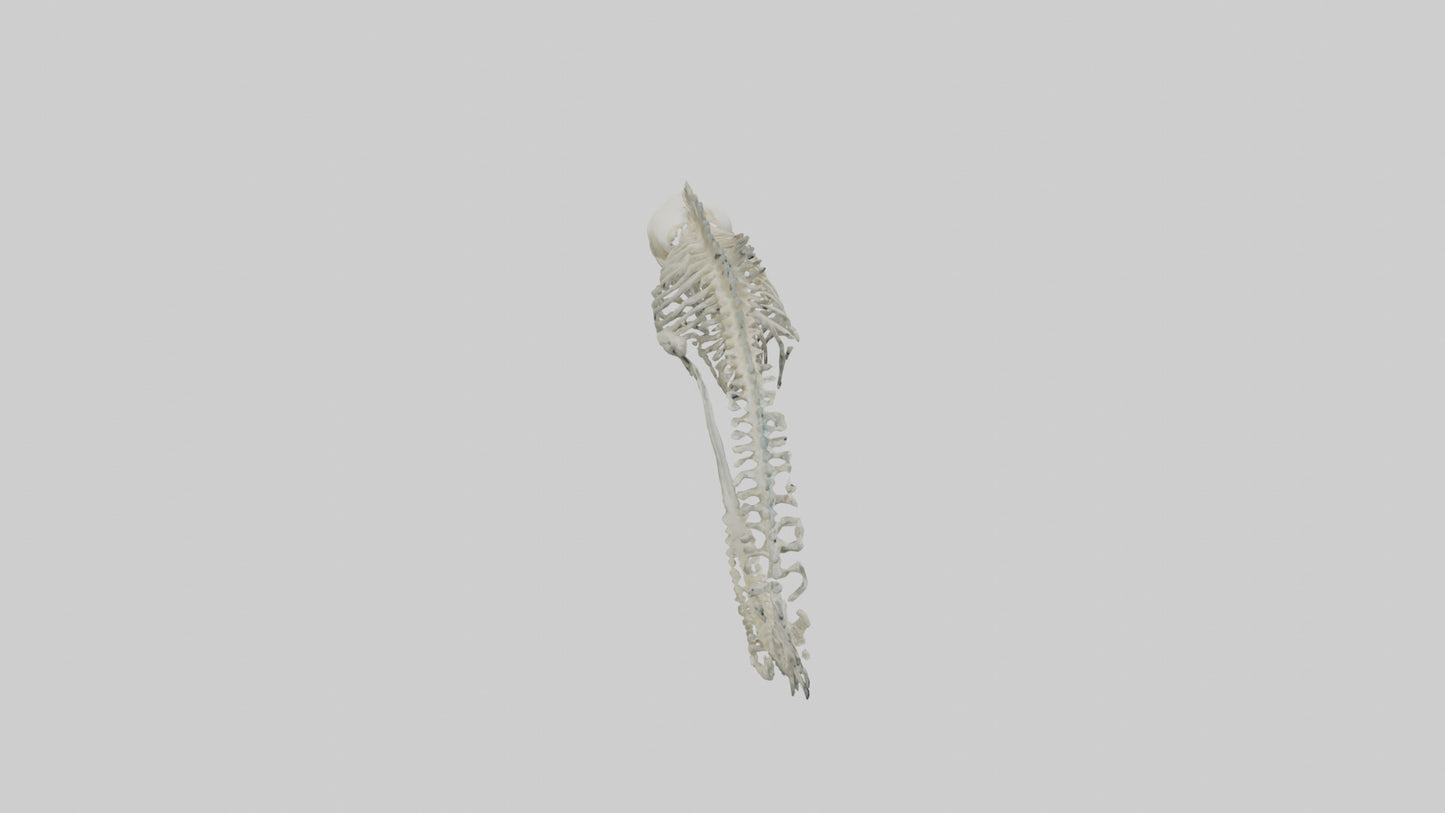 3D model Moray Eel Skeleton model VR / AR / low-poly