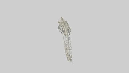 3D model Moray Eel Skeleton model VR / AR / low-poly