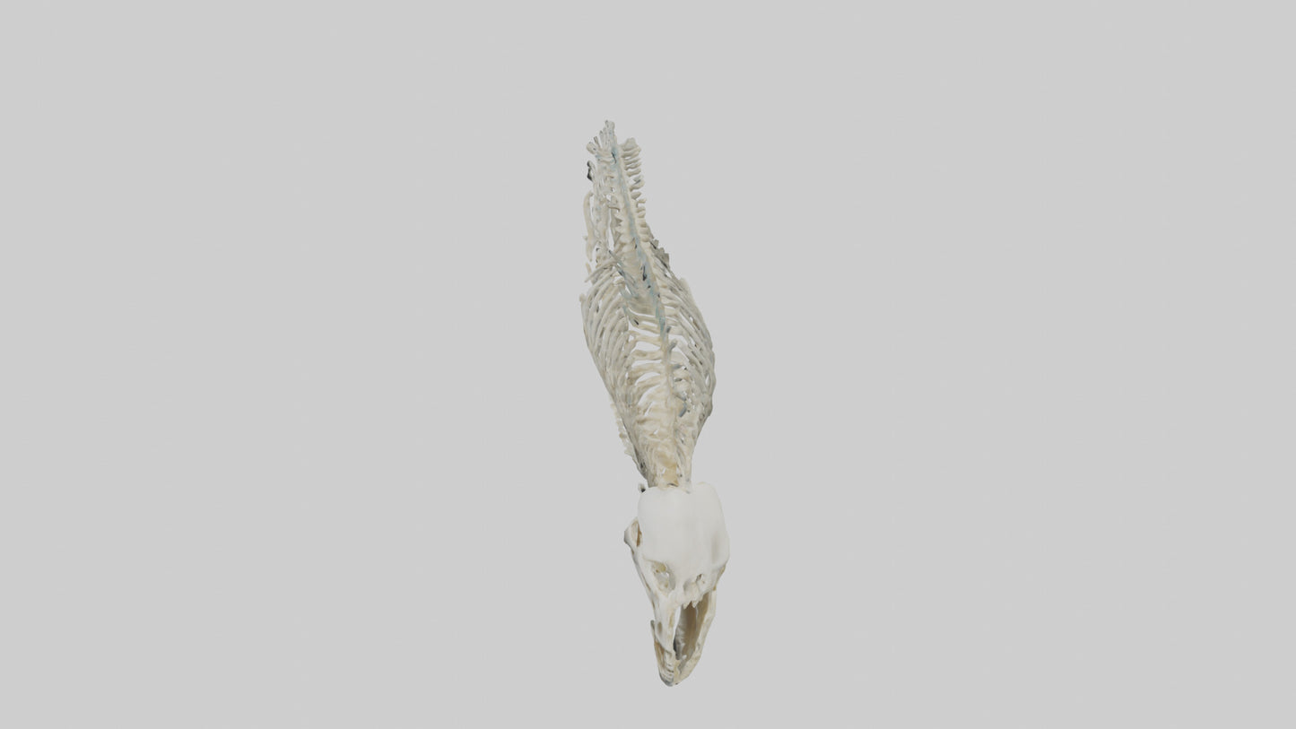 3D model Moray Eel Skeleton model VR / AR / low-poly