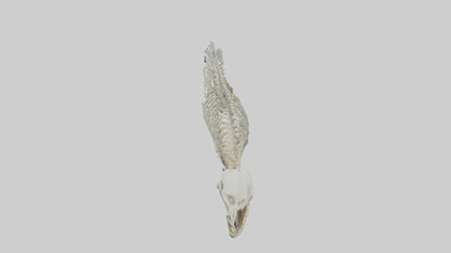 3D model Moray Eel Skeleton model VR / AR / low-poly